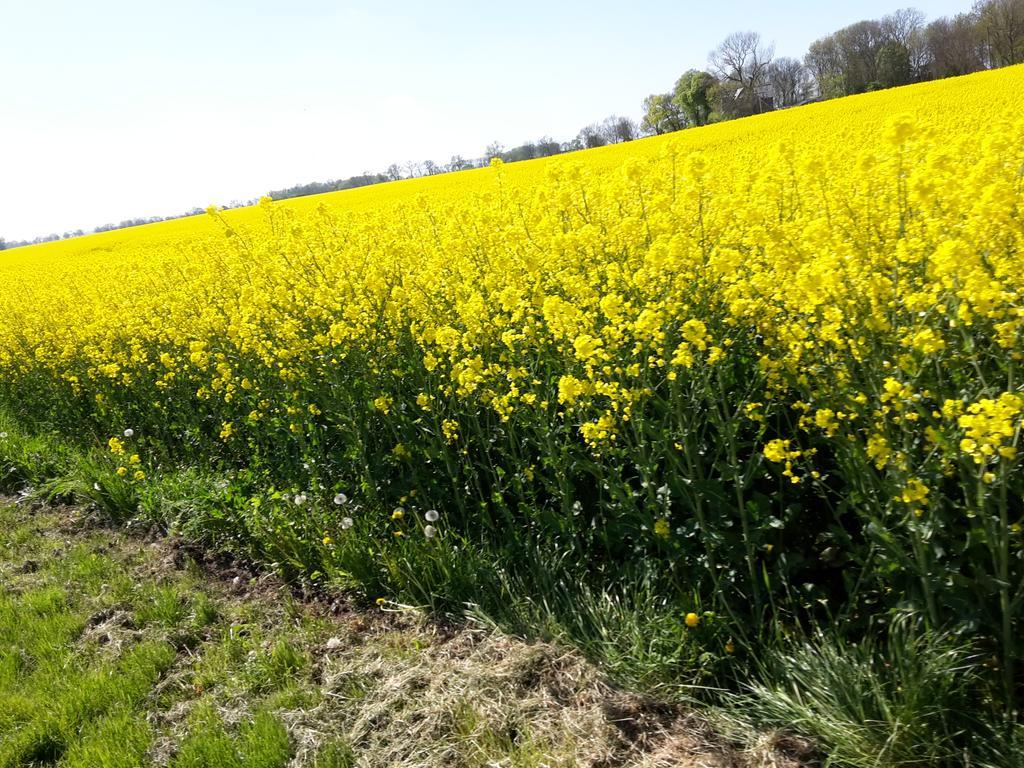 Ferienwohnungen Rügen Findling Breege Exterior foto